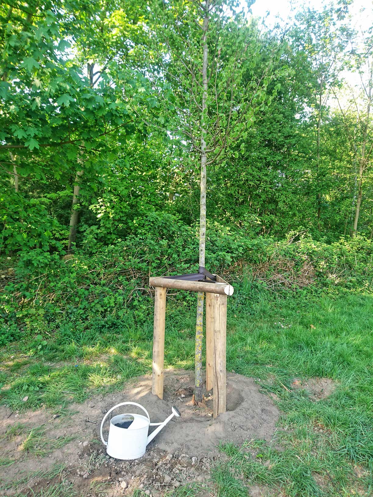neuangepflanzter Baum